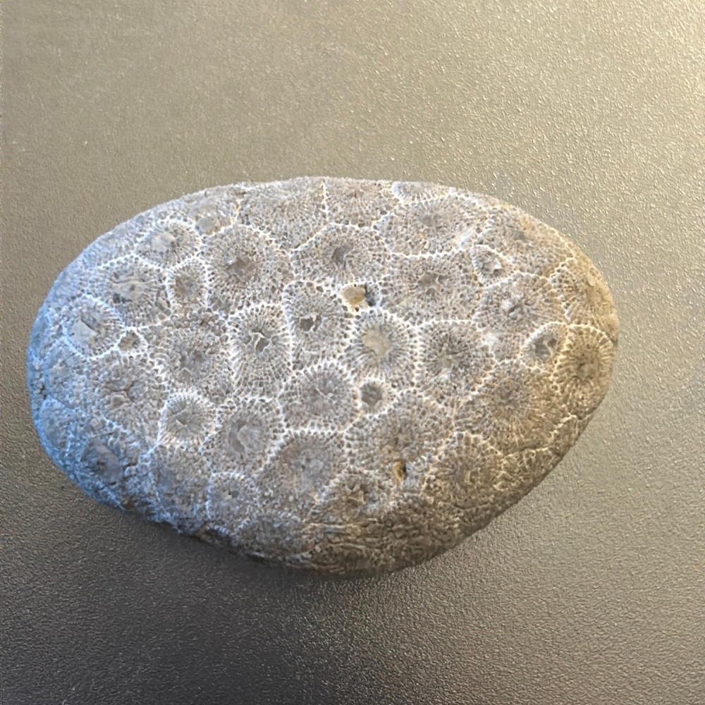 Petoskey Stone, Raw. Clean of all dirt ready for you to do as you please.